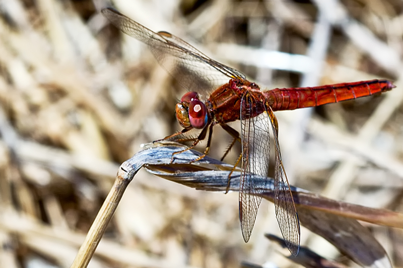 Crocothemis erythraea  femmina ?